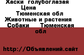  Хаски  голубоглазая! › Цена ­ 15 000 - Тюменская обл. Животные и растения » Собаки   . Тюменская обл.